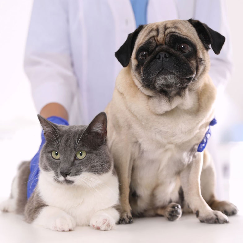 Un peroor y un gato en primera persona